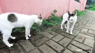 Cute cat