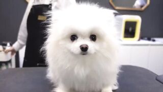 Dog Pet Puppy Pomeranian Grooming Teddy bear style