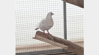 Visiting to a Greenland in Lahore,Pakistan