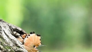 Birds birds
