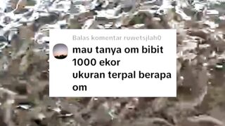 Jika tebar 1000 ekor BIBIT LELE berapa ukuran kolam dan berapa jumlah kolamnya❓
