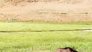 The leopard is really blinded by wild animals. Funny videos of animals. The confusing behavior