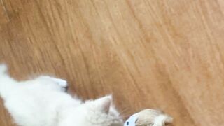 Kitten