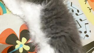 Lazy Kitten????