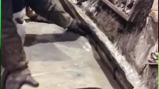Cutting Antlers