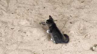 CAT LOVER