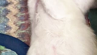 Kitten
