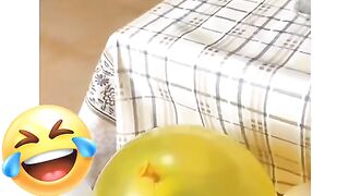 very funny videos try not to laugh 3