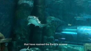 Jaws Unleashed: Diving into the Mysterious World of Sharks
