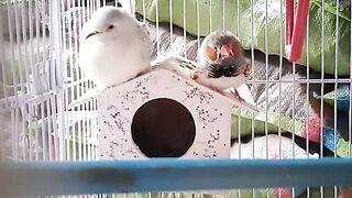Birds happy at home ????