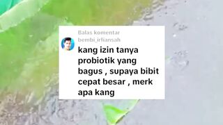Probiotik yang BAGUS agar bibit lele cepat BESAR apa kang❓