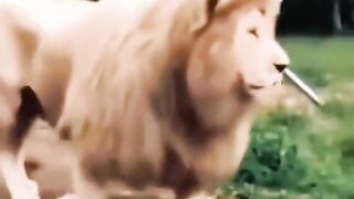 very funny videos try not to laugh 10