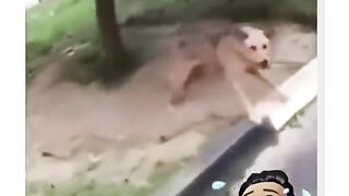 very funny videos try not to laugh 11