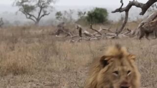 Lion attack on hyena