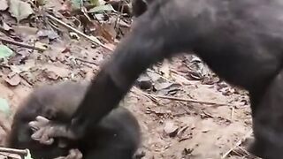 very funny videos try not to laugh 13