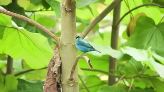 Bird video