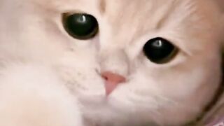 Funny Cats video ????