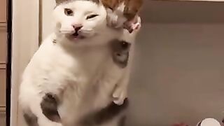 Funny Cats Short video ????