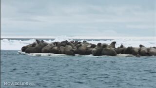 Farting Walrus - Arctic Tale (2_10) Movie CLIP (2007) HD.