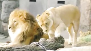 Best funny video