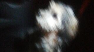 Teddy