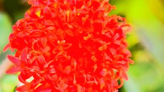 Red flower