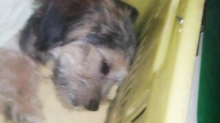 Teddy