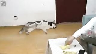 Husky dog ​​sniffing durian