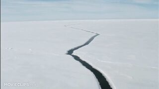 Arctic Tale (3_10) Movie CLIP - Arctic Wildlife (2007) HD.