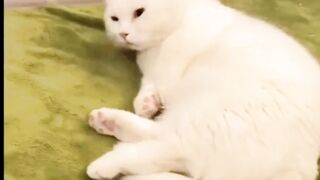 Beautiful Cute cats playing ????????????