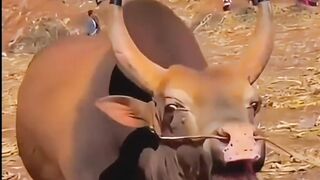 Maryam Nawaz sharif funny video