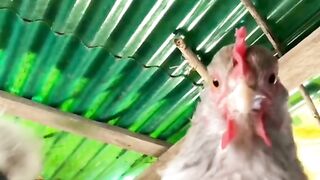 Vous devez faire la danse de la joie