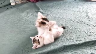 Cute Kittens Funny & Cute videos