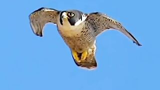 The peregrine falcon is the fastest animal in the air