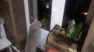 Kitty ???????? funy video ????