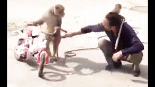 Funny video,monkeyvideo,comedy video,funny monkey comedy video,vairal video,top tiger lion