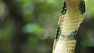 King cobra is the king of snakes