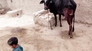 ❤️گاے❤️