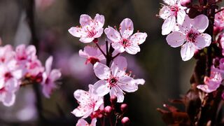 Beautiful Flower