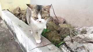 Cute_kittens_funny_&_Cute_Cat_Videos