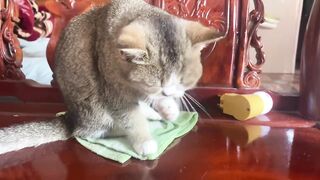 Cute_kittens_funny_&_Cute_Cat_Videos