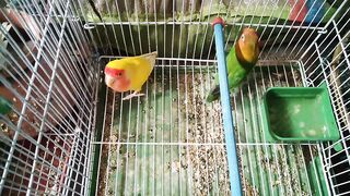 Beautiful yellow love bird with green bird ????