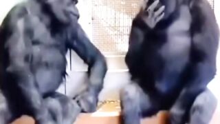 Monkey funny video Viral Clip