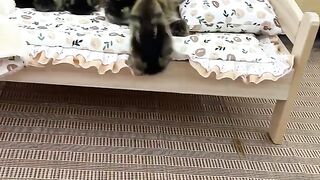 Funny cat posing as mother duck