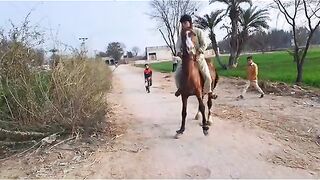 Best Horse Dance #HorseFarm #DesiHorse #HorseInPakistan #Dancerhorse #horse #Ghora #HorseForSale #Ho