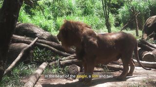 A lion and tigers