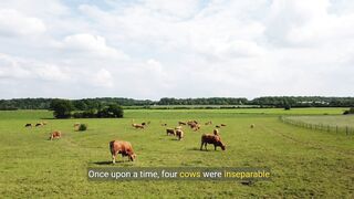 A lion and  cows a short story in English