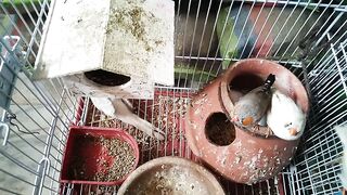 Zebra birds ko new ghar mil gea wo boht happy han????