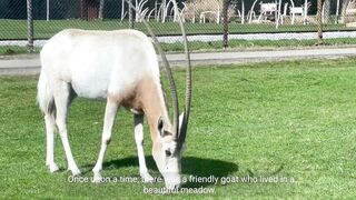The Friendly Goat