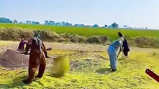 old local way clean wheat crop on Air